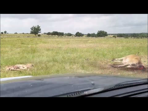 Buitres matan vaca y ternero en Villasdardo, Salamanca