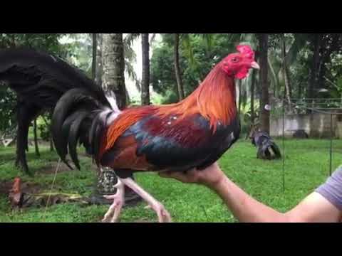 SALMIRAJ ahlls GAMEBIRDFARM