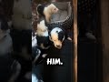 Sheepadoodle dogs for sale: Penelope  - Video 1