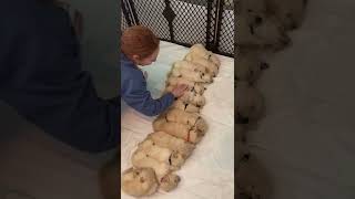 Cute Golden Retriever Puppies Sleeping Peacefully || PETASTIC 🐾