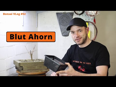 Blut Ahorn (Acer platanoides "Faassen's Black") - [Umtopfen & zurückschneiden] | Bonsai VLog #52