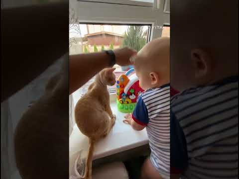 Baby Cats Cute and Funny Cat Videos Compilation #25 l Izhaan Day