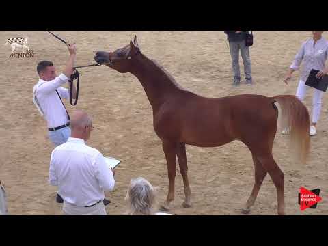 N.13 DORRA AL HADDAD - Menton 2019