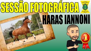 [SESSÃO FOTOGRÁFICA] HARAS IANNONI - Puro-Sangue Lusitano #DICASDEFOTOGRAFIA