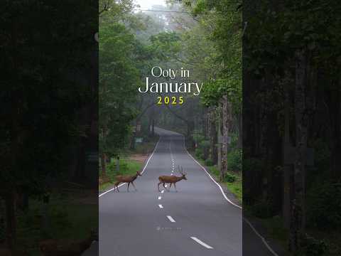 Ooty in January 2025 #shorts #ooty #ootytrip #ootylake