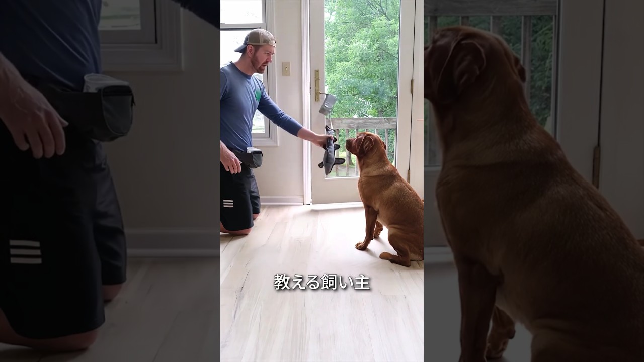 賢い犬が助けを求めた理由🐶💦🐱#shorts