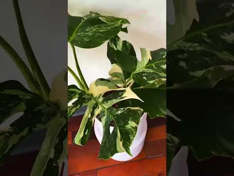 You CAN Afford a Kunzo Monstera Albo #variegatedplants #leca #monsteravariegata