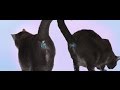¿Cansado de mirarle el trasero a tu gato? 