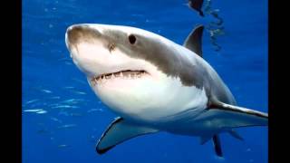 7 Foot Great White Shark Attacks Man At Manhattan Beach