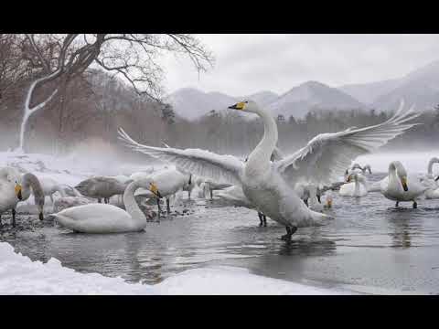 Ruff Driverz Presents Arrola - Dreaming (PvD Speed-Up-Mix)