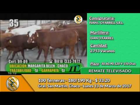 13 -03 - 17 - Venta de Terneras - Remate Televisado Ivan O Farrell - Chaco