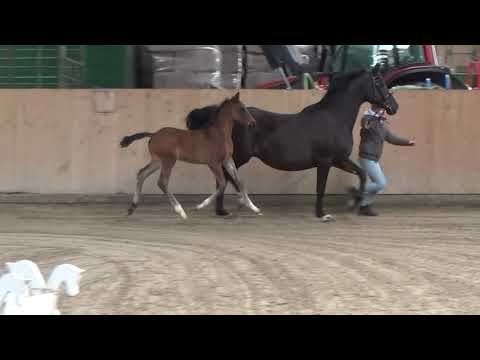 Hengstfohlen 2021 - FürstToto  x Desperados