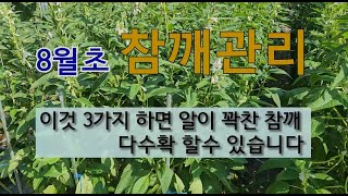 8월초 참깨 관리 이것 3가지 하면 알이 꽉찬 참깨 다 수확 할 수 있습니다. #참깨 수확 시기 # 참깨 추…