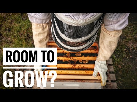 A Quick Bee Inspection | Time to Expand the Hive? | VLOG