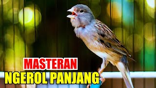 Download lagu MASTERAN KENARI NGEROL PANJANG SUARA JERNIH, DENGARKAN KENARI INI UNTUK KENARIMU AGAR JUARA mp3