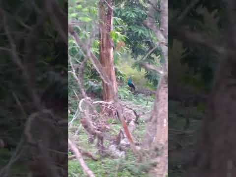 Forest journey with animals #sreeja #animals