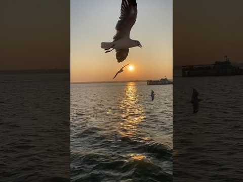 MaShaAllah❤️Beautiful Sunset #trending#youtubeshorts#youtube#shorts#viral #cute #sunset#video#travel