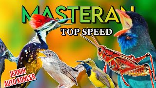 Download lagu MASTERAN TOOP SPEED.BELALANG EMAS SOGOK ONTONG CIGUN TENGKEK BUTO PLATUK BAWANG mp3
