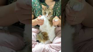 6개월 지난 아파트 챌린지💭 #로제 #apt #아파트 #고양이
