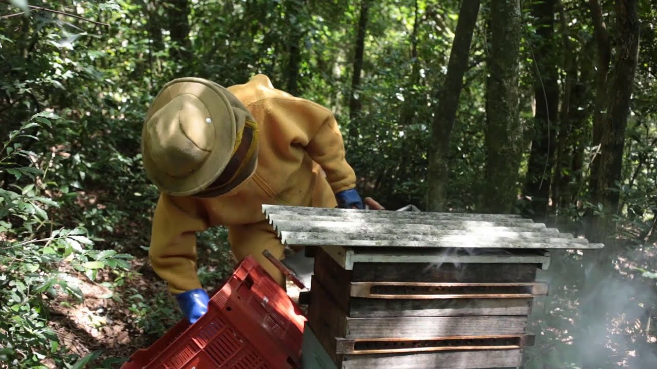 Produção de Própolis - Coapis Sorocaba