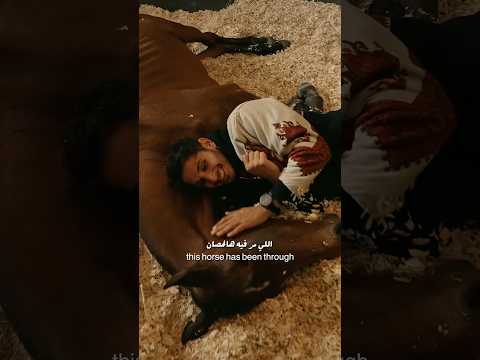 مروان الشقب 🐎🏵️ صاحب لقب أجمل حصان في التاريخ