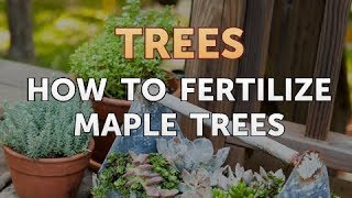 How to Fertilize Maple Trees
