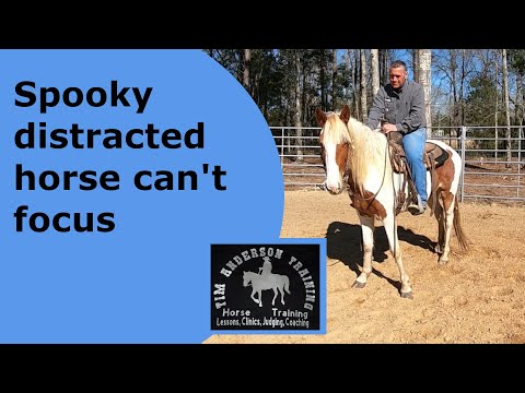 Teaching a distracted busy minded horse to focus