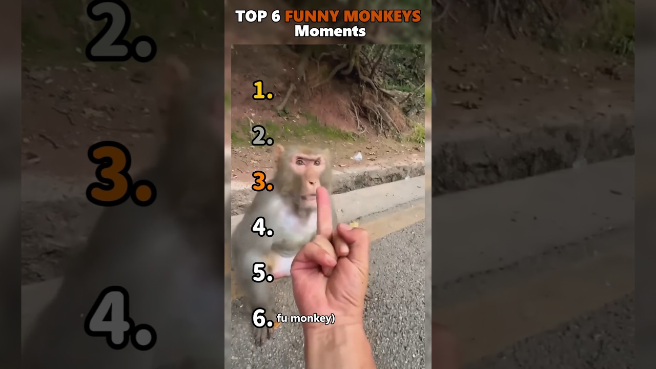 Ranking Best Funny Monkeys Moments😂😂😂😂