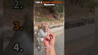 Download lagu Peringkat Momen Monyet Lucu Terbaikππππ mp3 Download lagu Peringkat Momen Monyet Lucu Terbaikππππ mp3