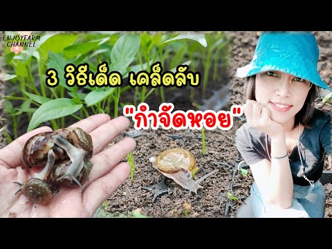 3 สิ่งนี้ ไล่หอยทาก! อย่างง่ายๆ แค่ทำตามนี้ก็เห็นผลแล้ว