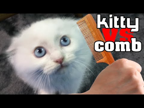 Kittens VS Comb | Do Kittens Gag When They Hear The Sound Of A Comb?