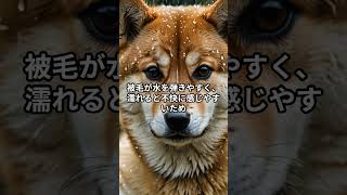 実は水が嫌い！？柴犬のお風呂イヤイヤ事情 #しつけのコツ #柴犬 #柴プー