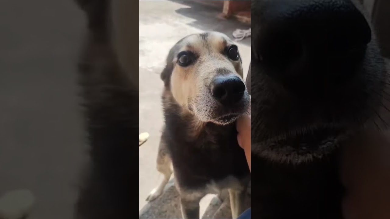 Cachorro raça SRD-ViraLata idade 6 ou mais anos nome Pretinho 
