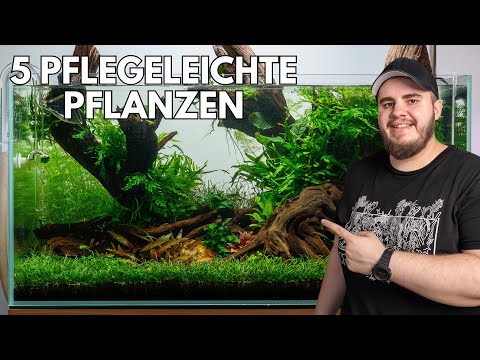 The 5 best plants for an easy-care aquarium!