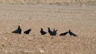 Sound of SIlence live cover by Natalie Brass