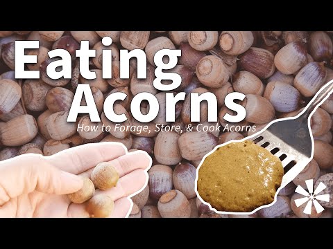 Eating ACORNS 🌰: How to Forage, Store, & Cook Acorns