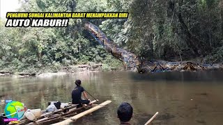 Download lagu Residents Report Seeing a Giant Python in a River in West Kalimantan! Its Scales Were as Big as P... mp3 Download lagu Residents Report Seeing a Giant Python in a River in West Kalimantan! Its Scales Were as Big as P... mp3
