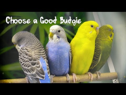How to Choose a Good Budgie