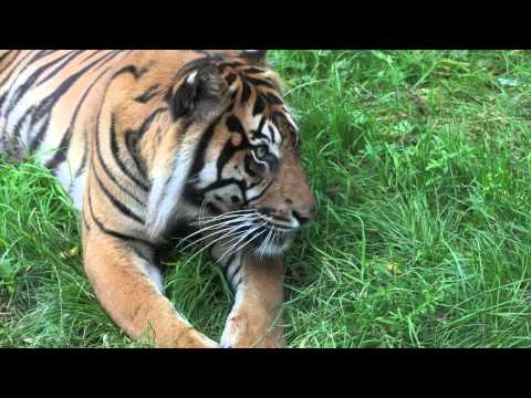 Crystal meditation Tiger's Eye