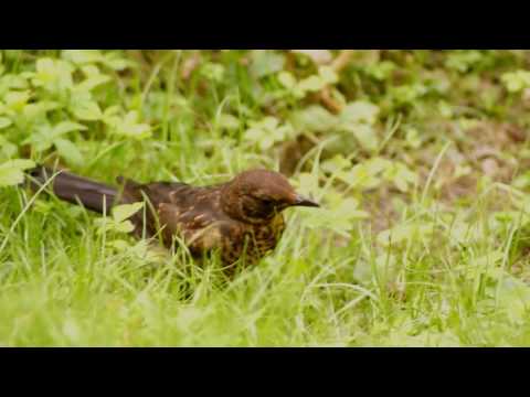 Minnie Blackbird Catches a Huge Rainworm
