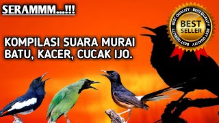 Download lagu MASTERAN KOMPILASI MURAI BATU, KACER, CUCAK IJO | Full 1 Jam Suara Jernih mp3
