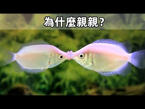 接吻魚飼養