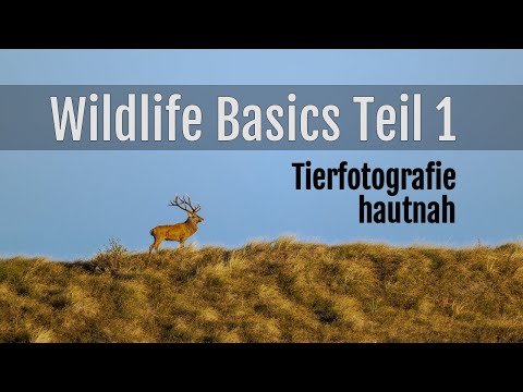 Tierfotografie hautnah! Wildlife-Basics Teil 1: Meine Tricks für die Wildlife-Fotografie
