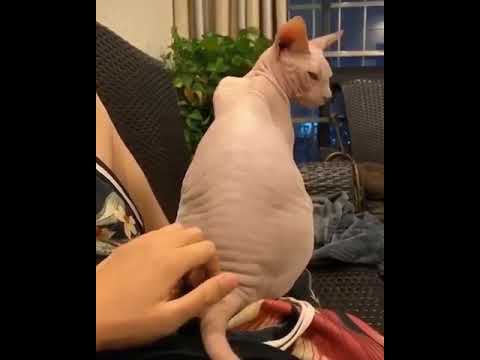 Scratching the back of a sphinx cat