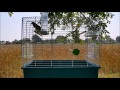 Best Canary Training Video Timbrado Canary Singing