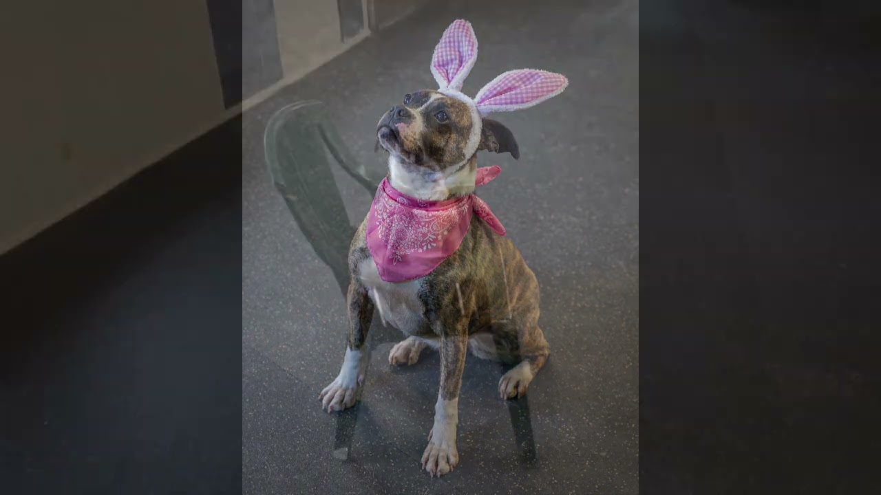 Enlarge Twizzler, a Adoptable Terrier in Irwin, PA video 6/6