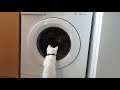 Cat Vs Washing Machine
