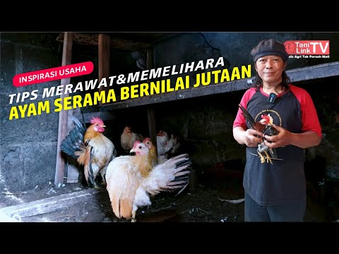 , title : 'Sukses Breeding Ayam Serama. Ayam Mungil yang Suka Bergaya'