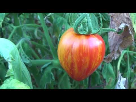 Small Family Farmstead ,1/2 Acre Farm ,It's Ripe !! The Dirt Journal # 79 By: Quest For Details