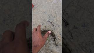Download lagu Fish fell from the water into shallow water🐟 #fishing #video #viral #instagram #india #guitar mp3 Download lagu Fish fell from the water into shallow water🐟 #fishing #video #viral #instagram #india #guitar mp3